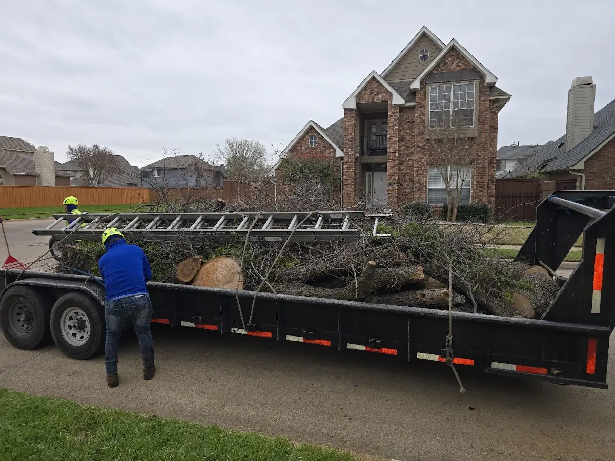 Expert Tree Pest Control with proper safety equipment in Blackwell